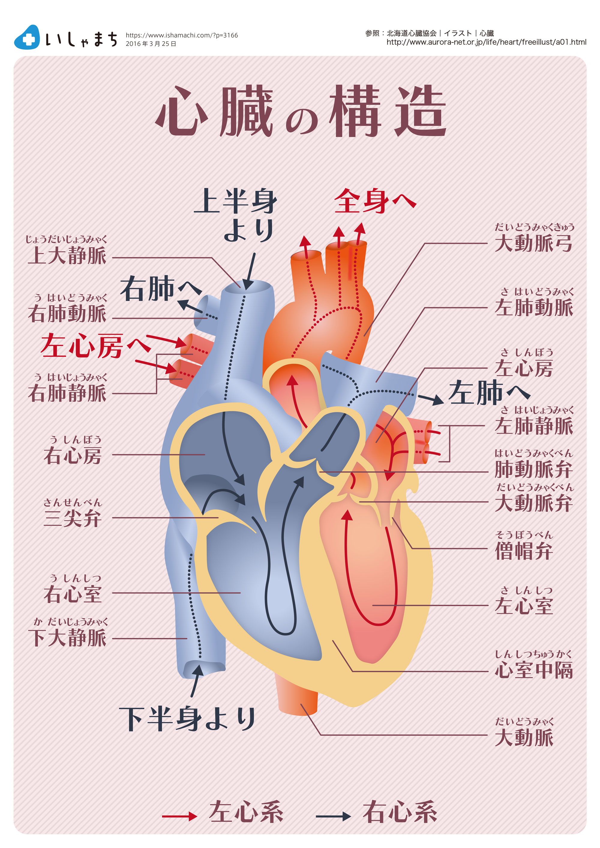 心臓の構造-図解