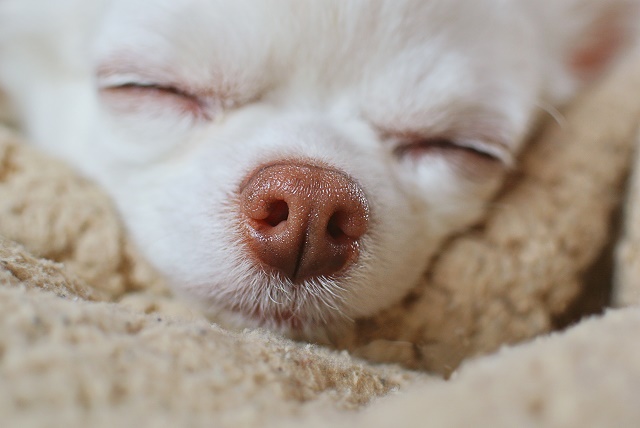 子犬のはな