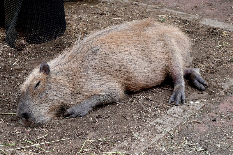 カピバラの寝顔