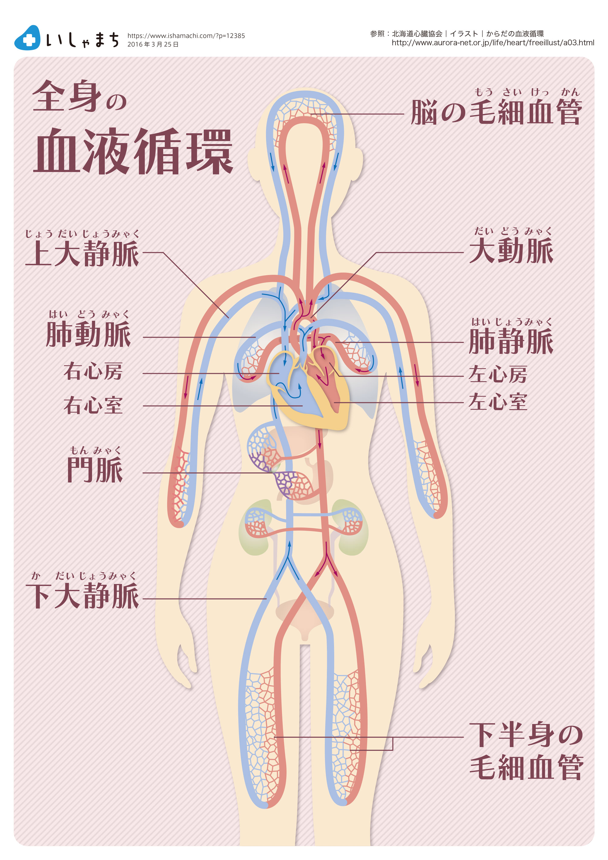 全身の血液循環-図解