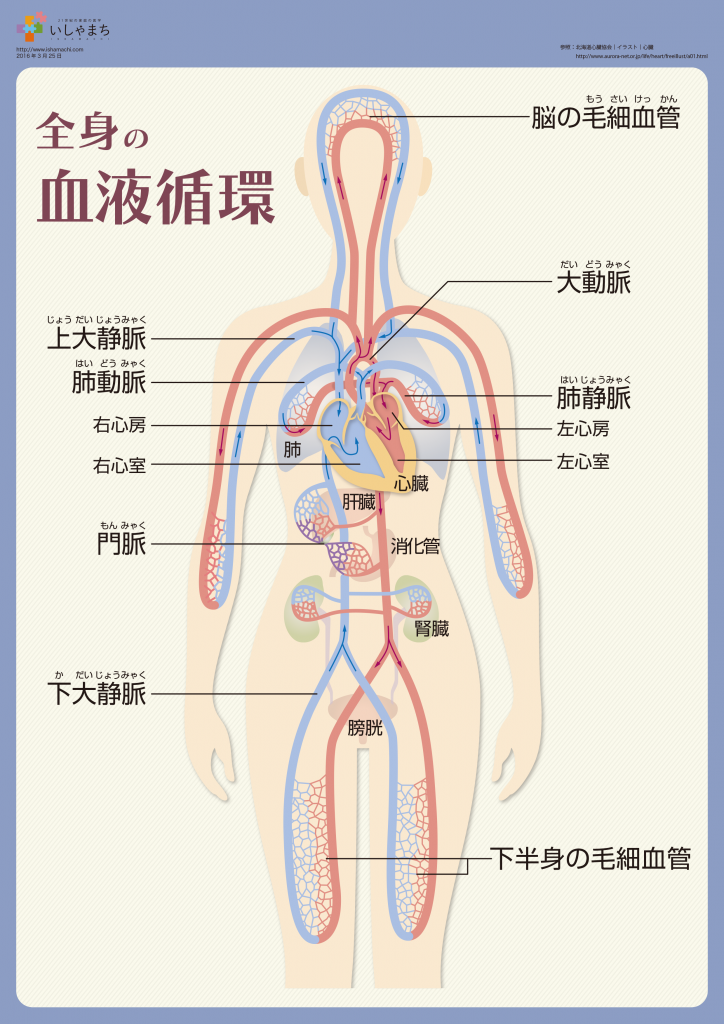 全身の血液循環