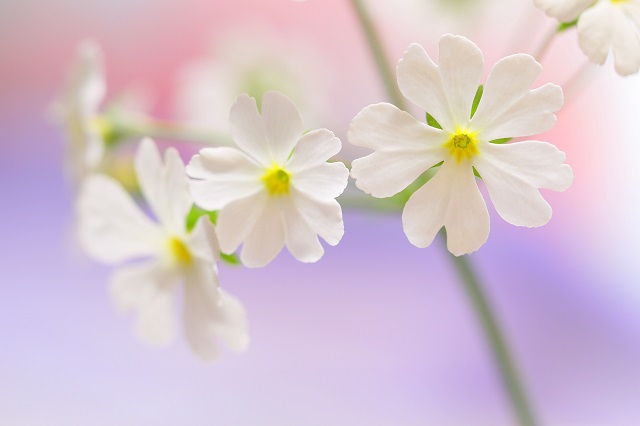 淡いパステルカラーを背景にした花