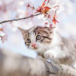 猫と桜