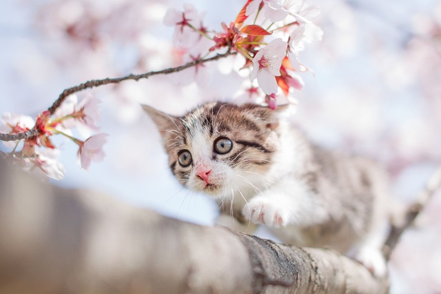 猫と桜