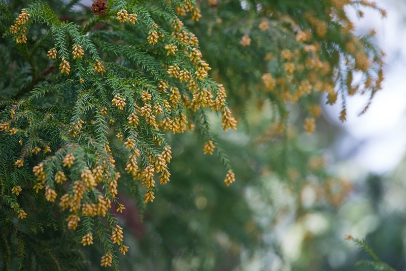 花粉を放つスギ