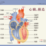 心臓の構造