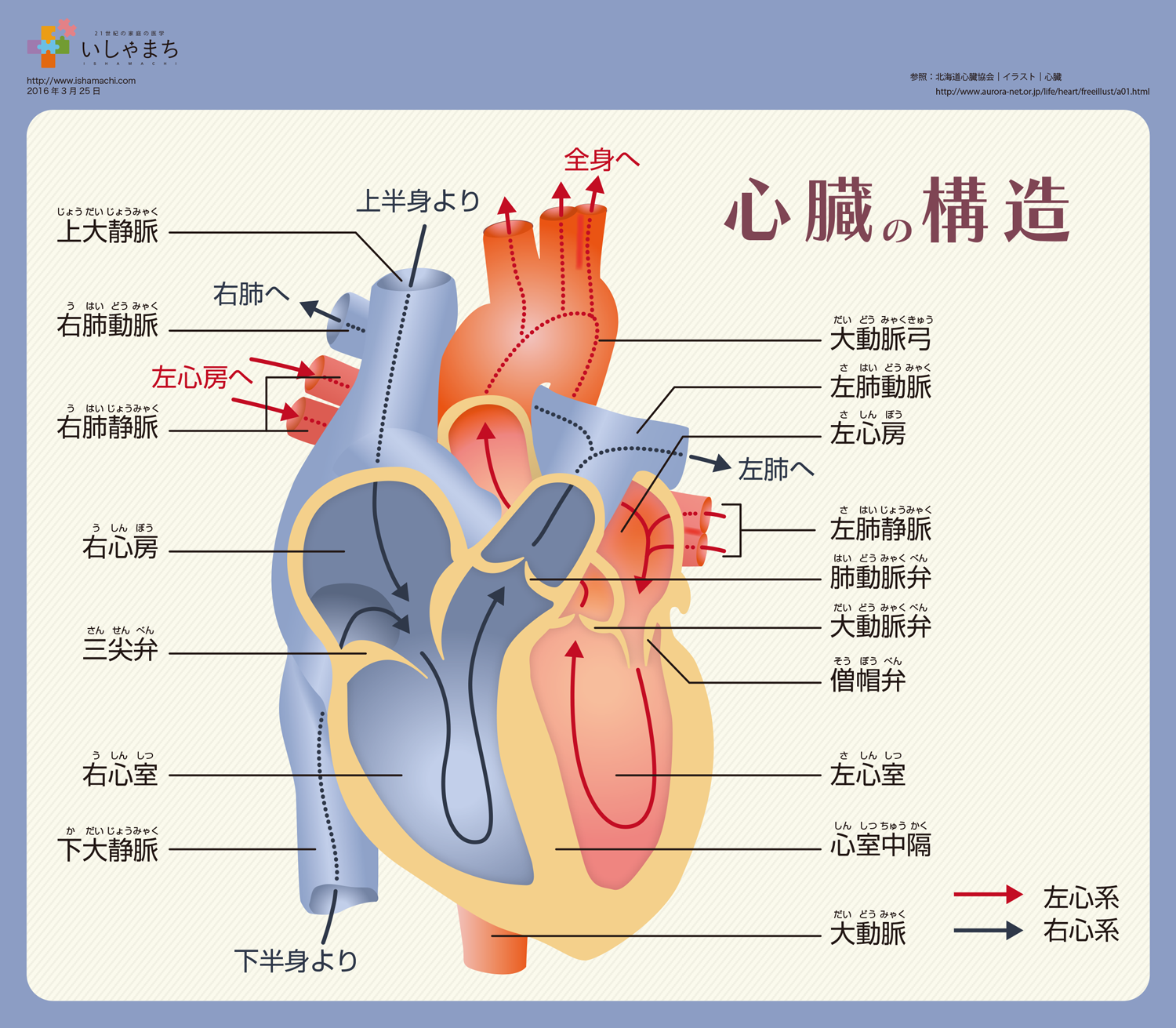 心臓の構造