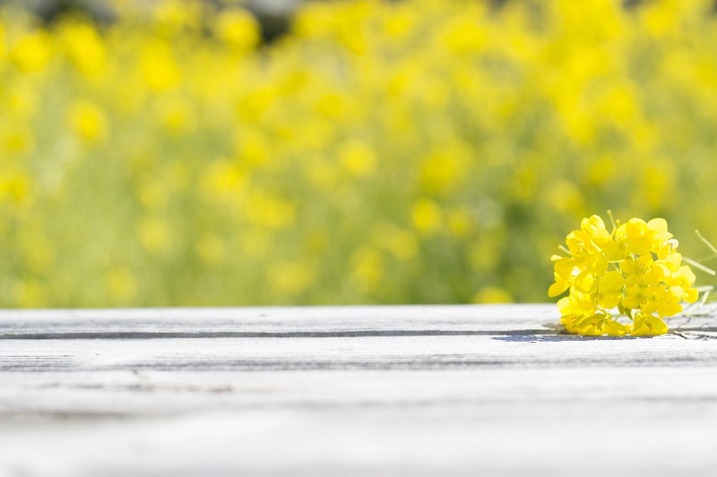 菜の花