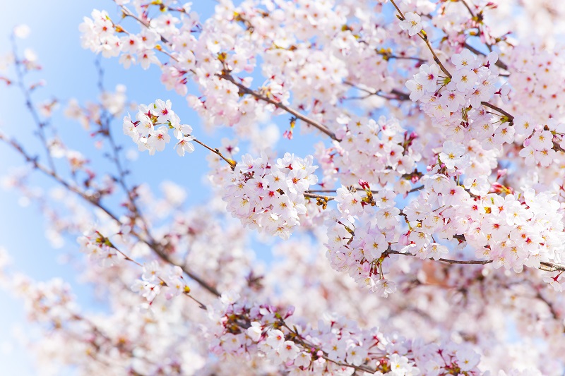 青空と桜