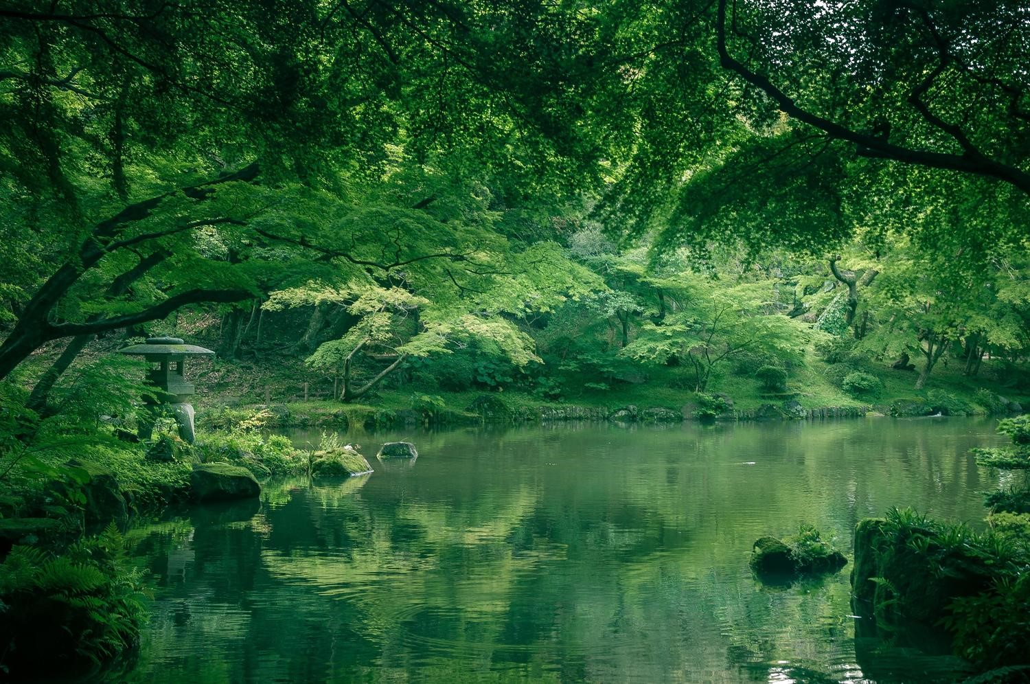 沼と森林