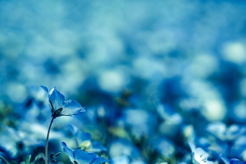 青い花畑-写真
