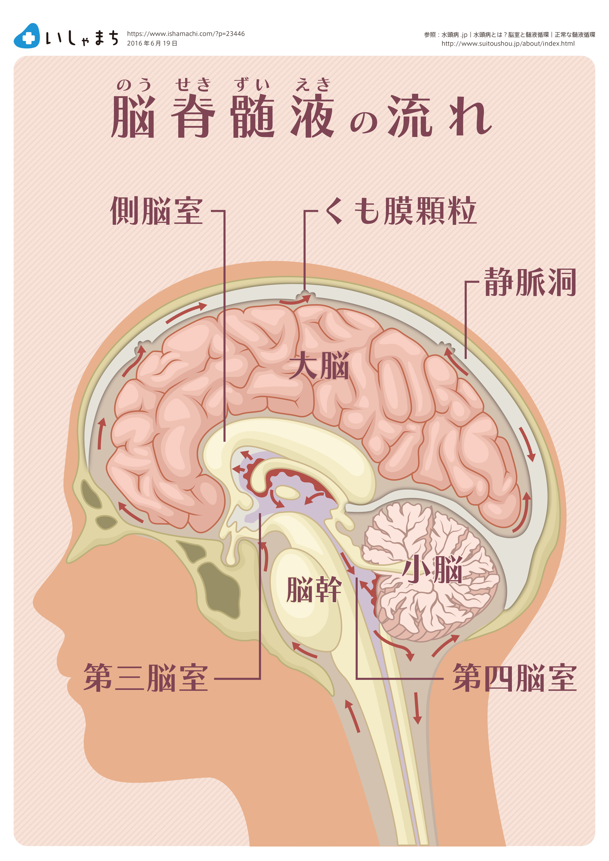 脳髄液の流-図解