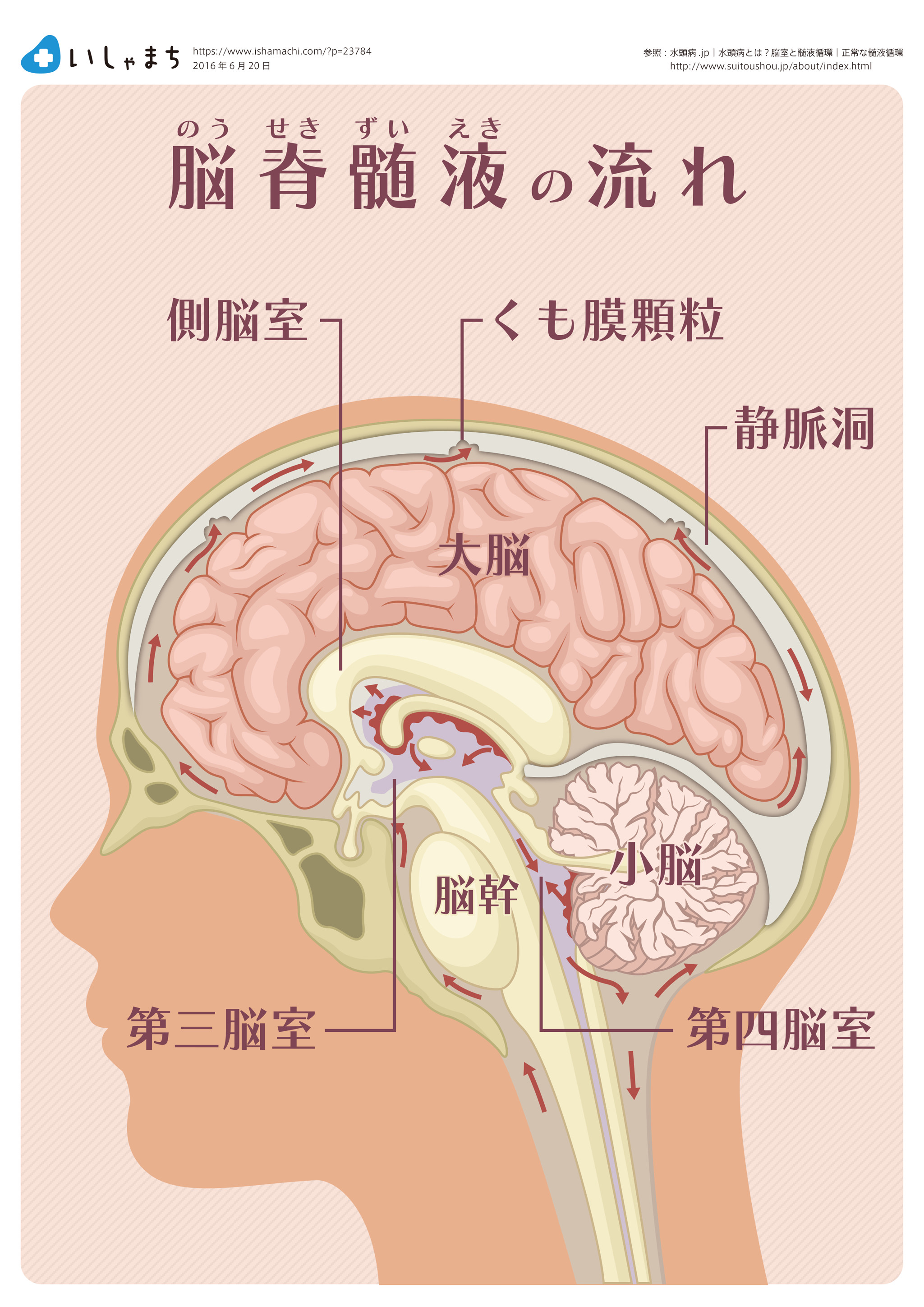 脳髄液の流れ-図解