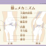 膝のメカニズム