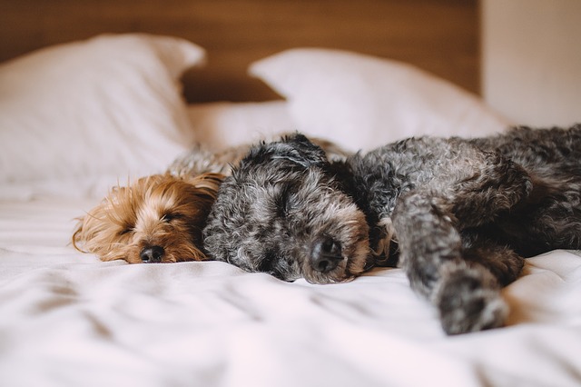 ベッドに横たわる犬-写真