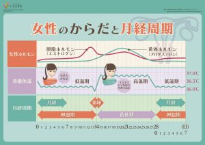 女性のからだと月経周期