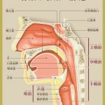 咽頭の構造
