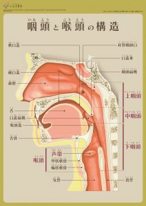 咽頭の構造