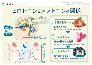 睡眠ホルモン-メラトニン- ヒトの体内時計-図解