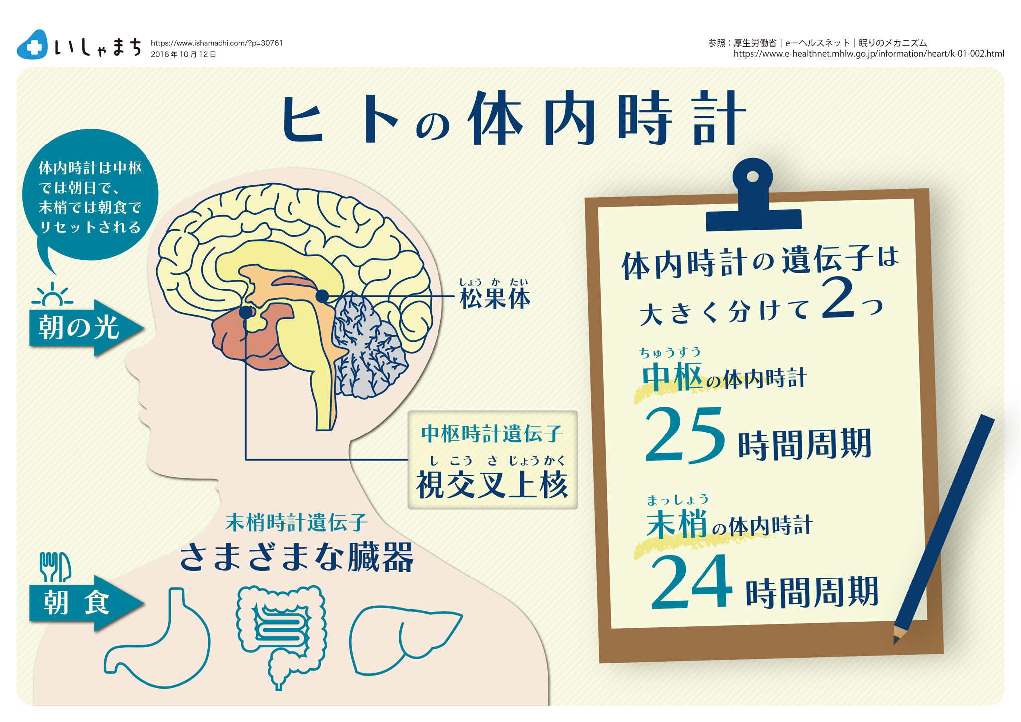 睡眠ホルモン-メラトニン- ヒトの体内時計-図解