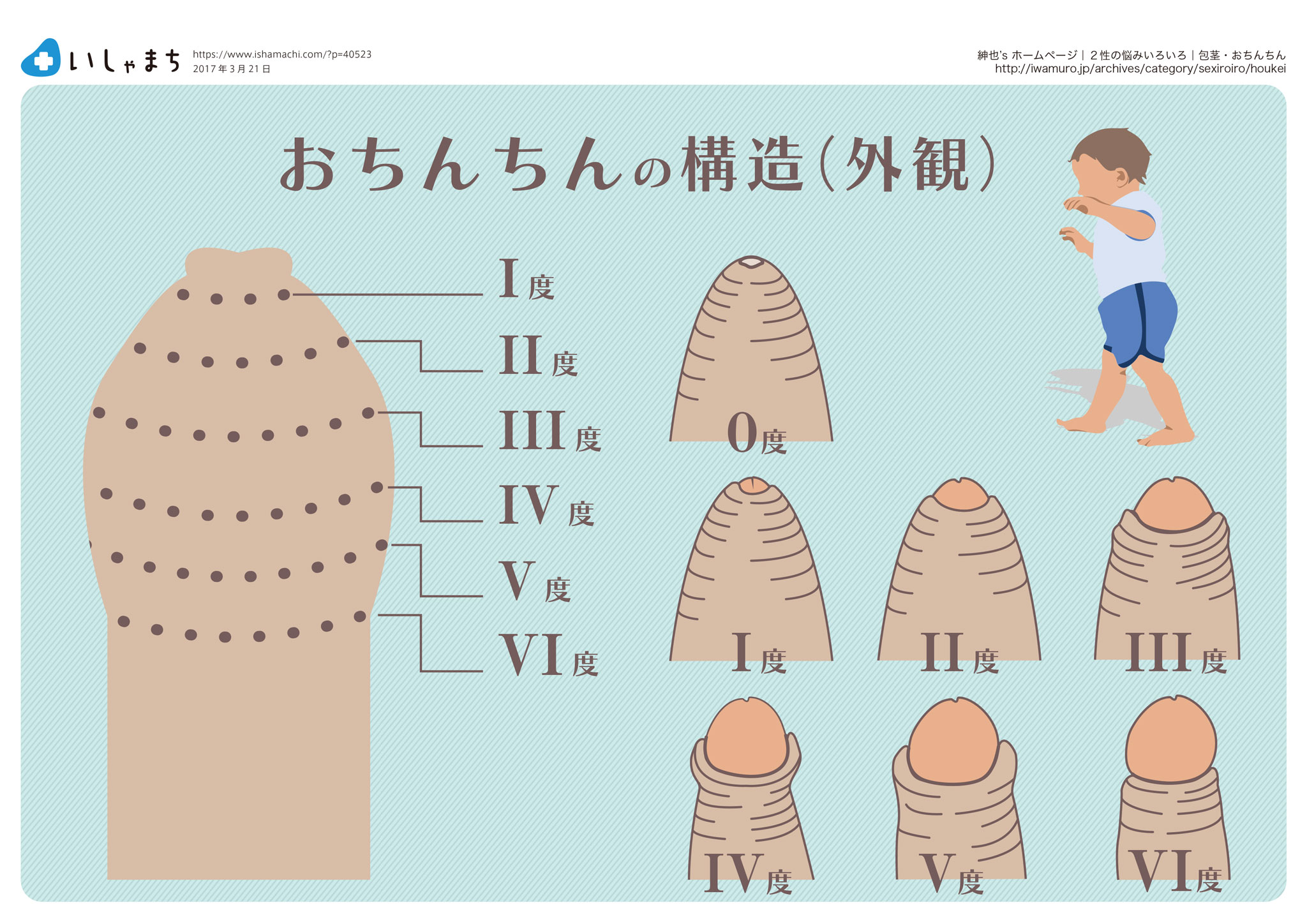 おちんちんの構造-外観-図解