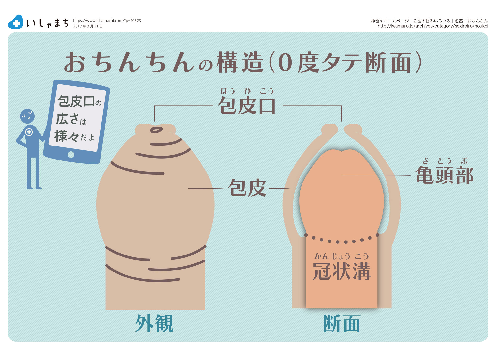 おちんちんの構造-0度タテ断面-図解