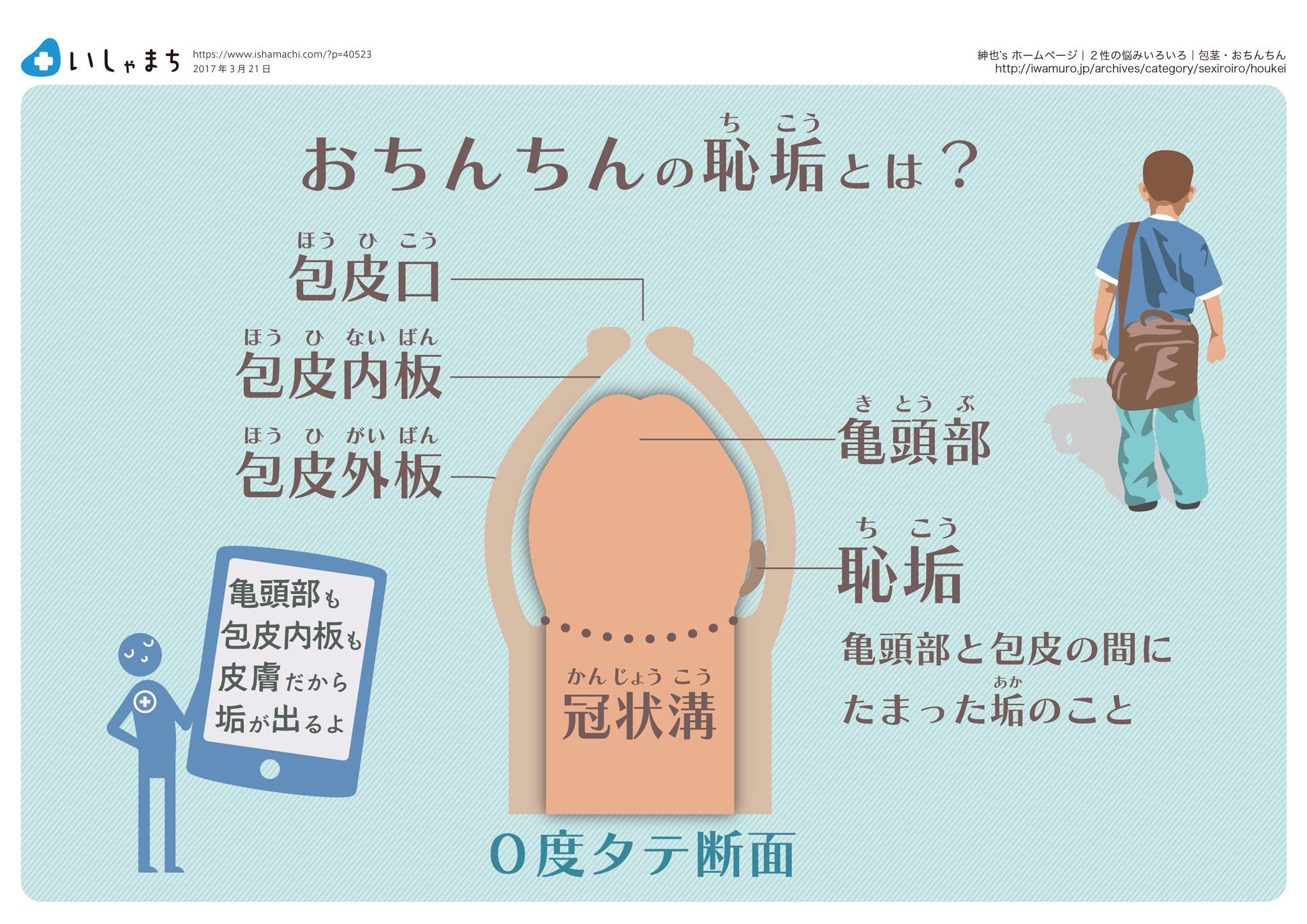 おちんちんの恥垢とは-図解