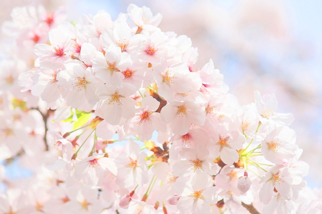 桜