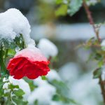 雪をかぶったバラ