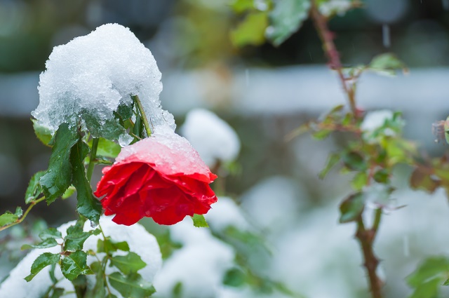 雪をかぶったバラ