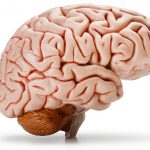 脳の模型