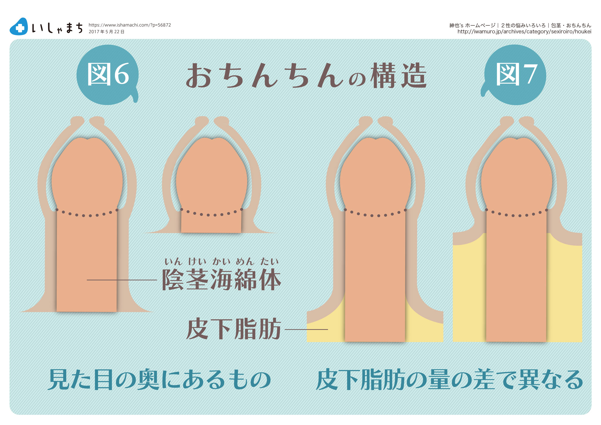 おちんちんの構造-図解