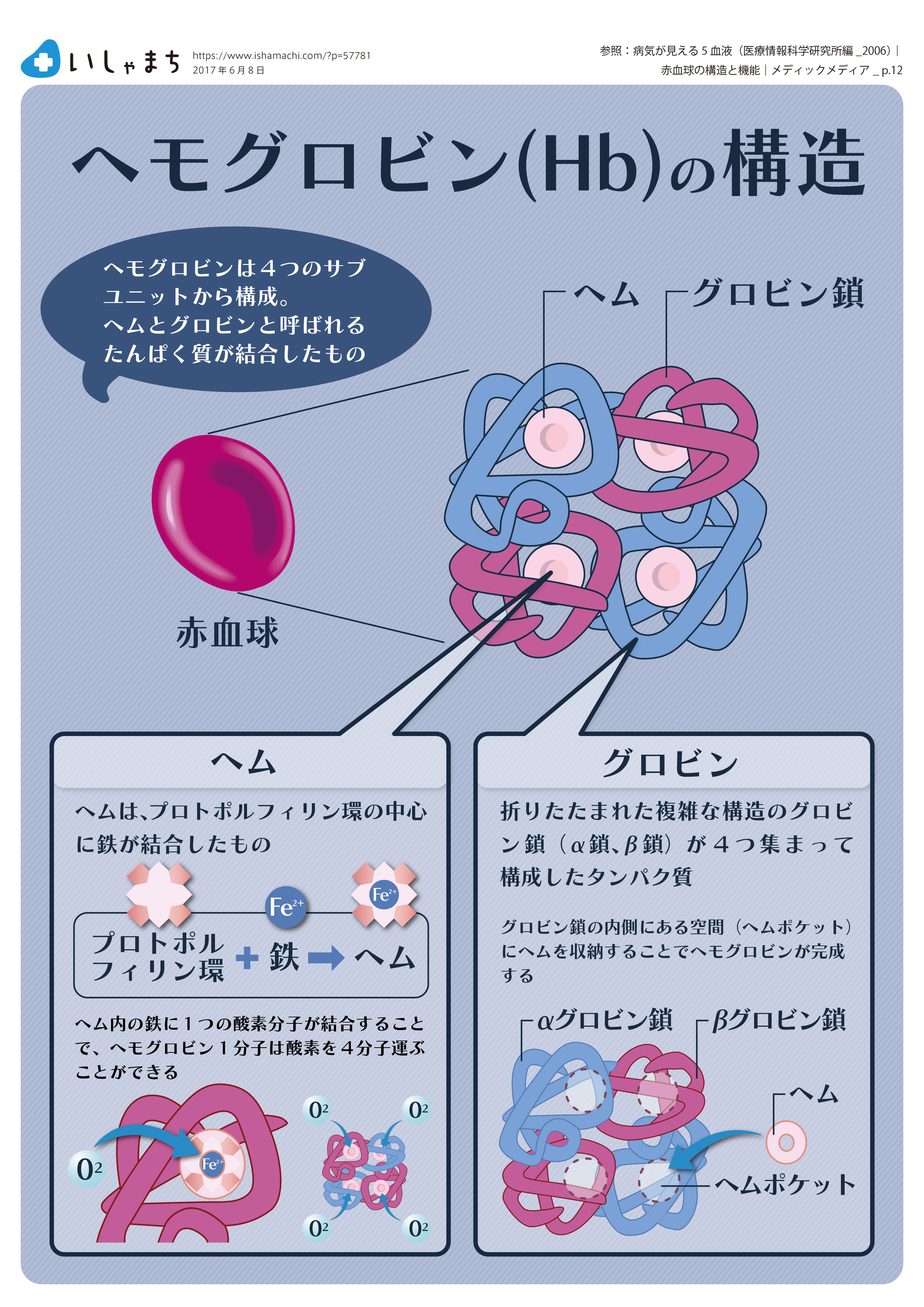 ヘモグロビンの構造-図解