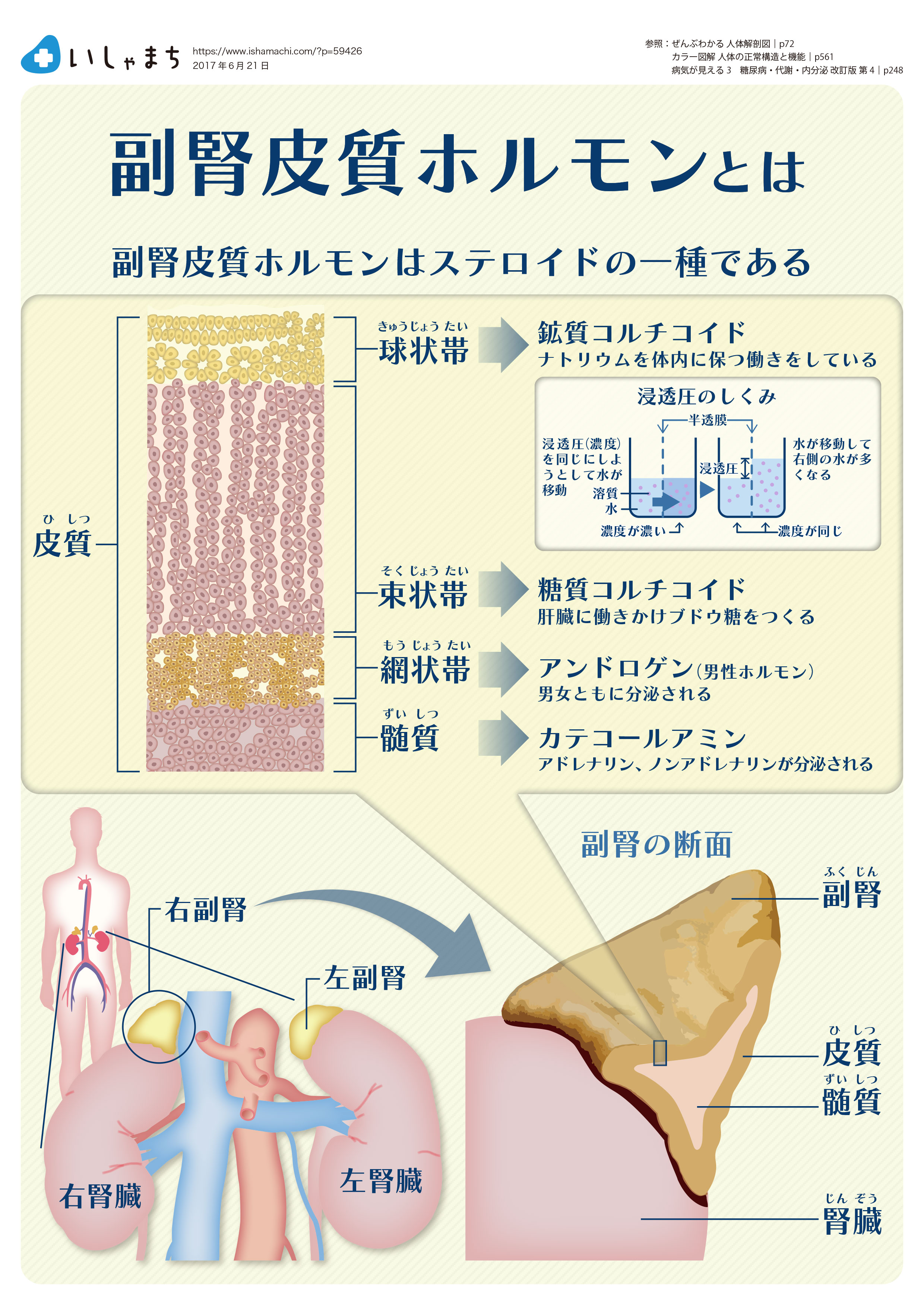 副腎皮質ホルモンとは-図解