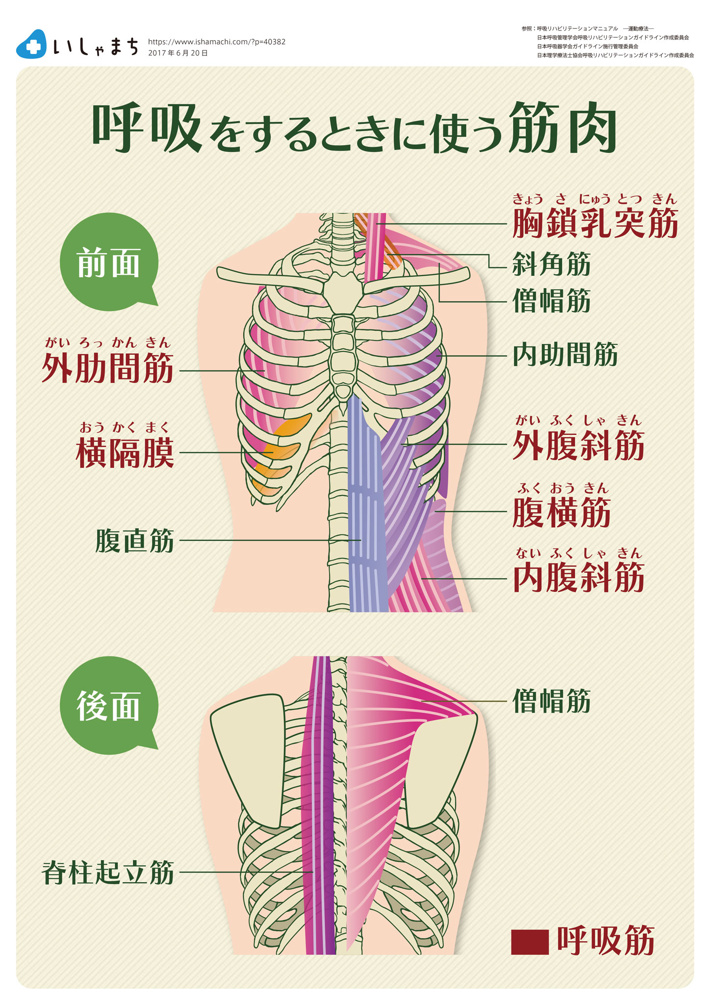 呼吸をするときに使う筋肉-図解