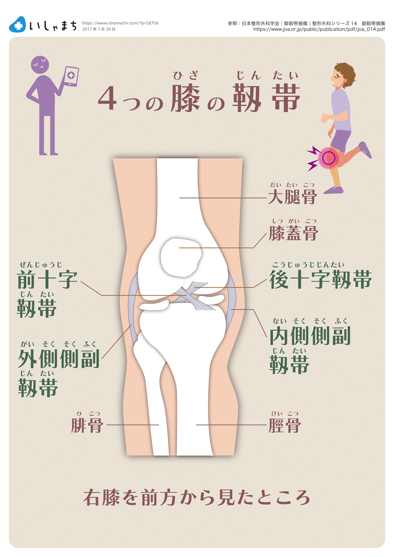 膝の靱帯図版