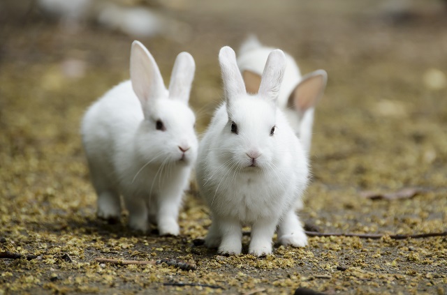 うさぎ