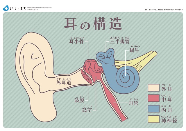 耳の構造と2つの機能 音を聞く バランスをとるしくみ いしゃまち
