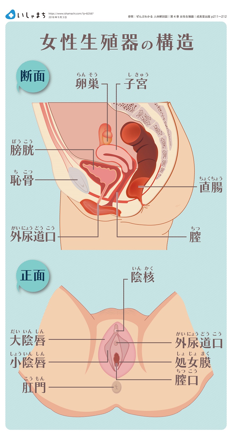 女性生殖器の構造