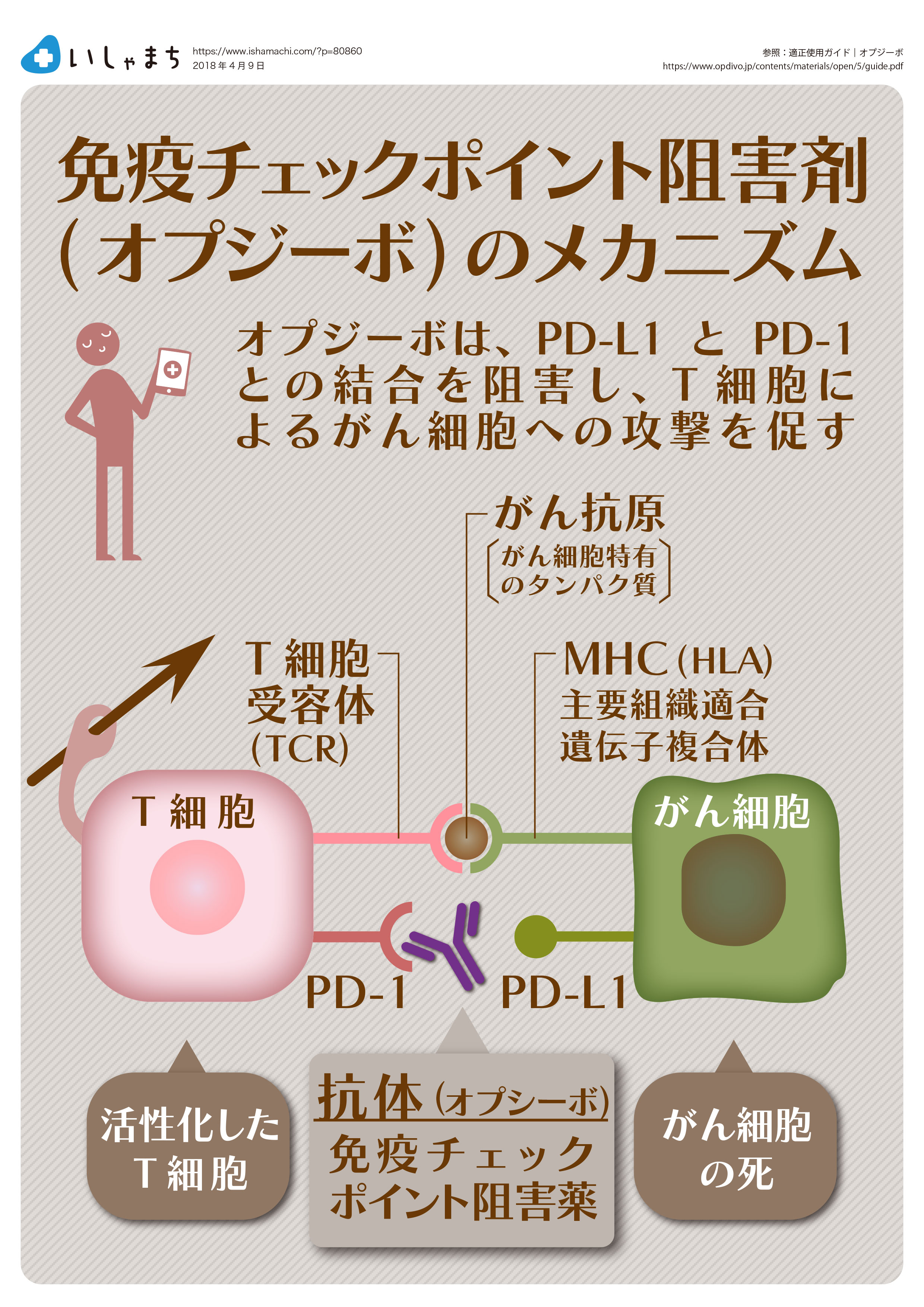 免疫チェックポイント阻害剤（オプジーボ）のメカニズム